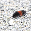 Isabella Tiger Moth caterpillar