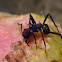 Leaf-cutting Ant