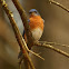 Eastern Bluebird