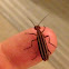 Striped Blister Beetle
