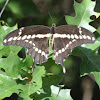 Giant Swallowtail