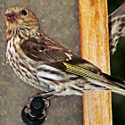 Gold Finch (Female)