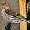 Gold Finch (Female)