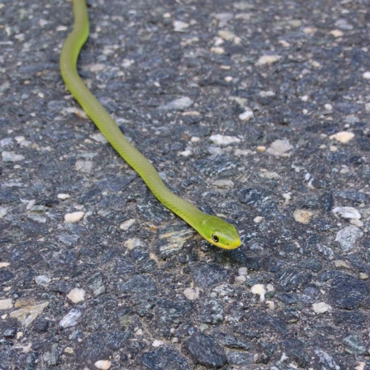 Smooth Green Snake Grass Snake Project Noah