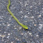 Smooth green snake (grass snake)