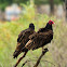 Turkey Vulture