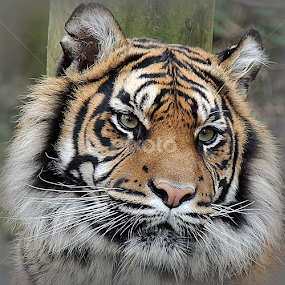 Daseep by Kathryn Willett - Animals Lions, Tigers & Big Cats