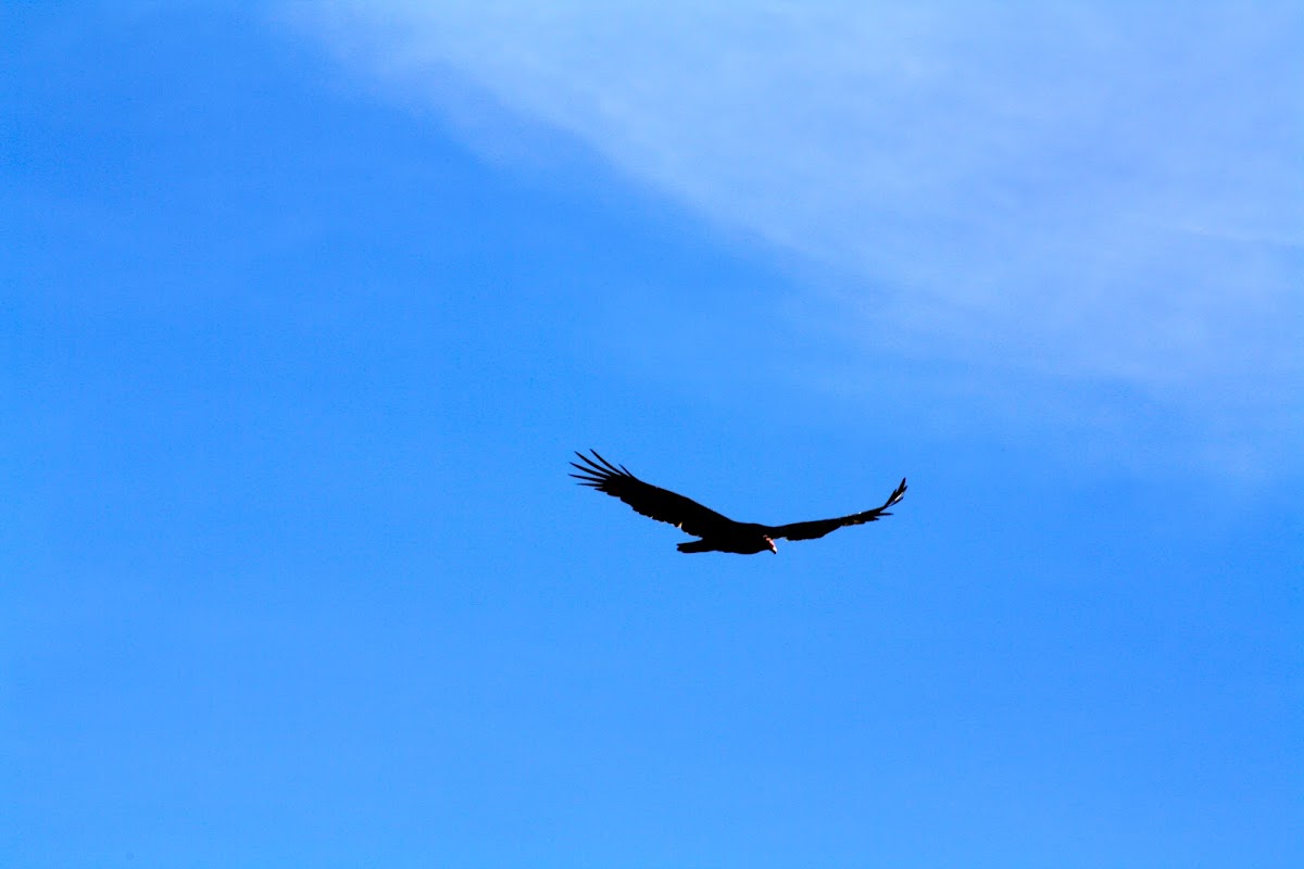 Turkey Vulture Project Noah