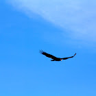 Turkey Vulture