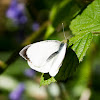 Large white (Male)