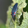 Red-shouldered Bug