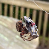 Spotted orbweaver spider