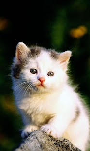 Lastest Baby Cat live wallpaper APK