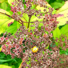 Multicolored Asian Lady Beetle