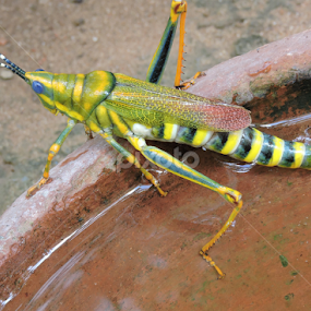 Locust by Bharat Darji - Animals Insects & Spiders