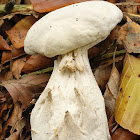 white saddle, elfin saddle or common helvel