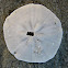 Sand Dollar