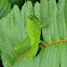 Bird Grasshopper - Juvenile