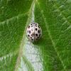 Lady Bird Beetle  Family Coccinellidae