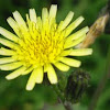 Sow Thistle