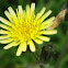 Sow Thistle