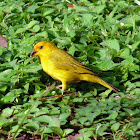 Saffron Finch - Pájaro