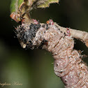 Underwing Moth Caterpillar