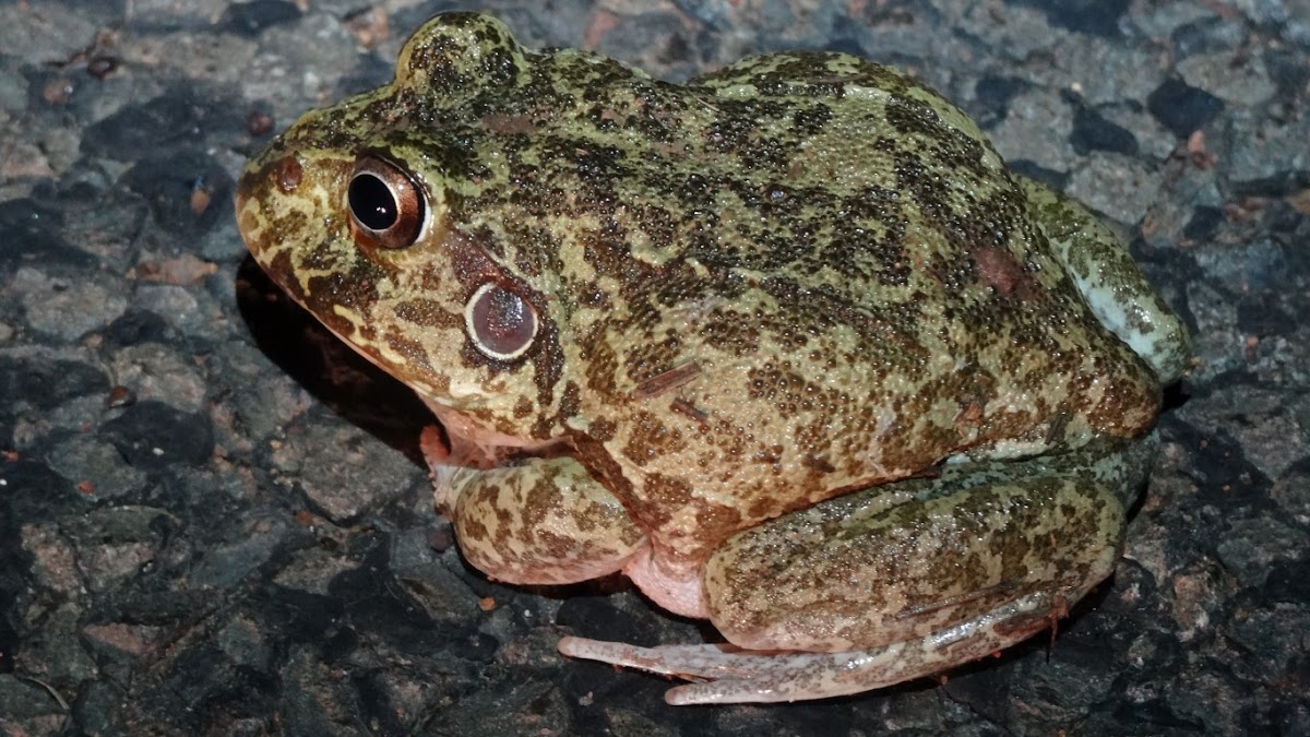 Eastern Snapping Frog