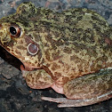 Eastern Snapping Frog