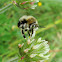 Longhorn Bee ♀