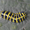Caterpillar, Nikon brand