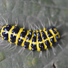 Caterpillar, Nikon brand