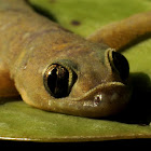 Common House Gecko or House Lizard