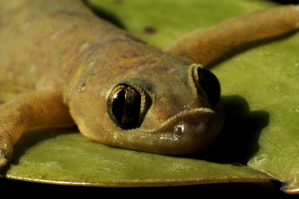 common-house-gecko-or-house-lizard-project-noah