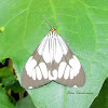Marbled White moth