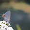 Gray Hairstreak