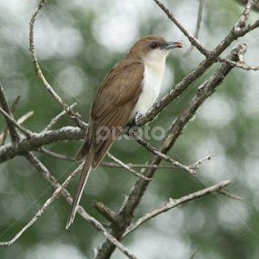 Black-billed Cuckoo by Robert Huebner - Animals Birds