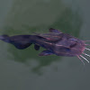 Striped Catfish