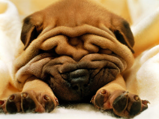 無料个人化AppのCute Puppy Pictures|記事Game