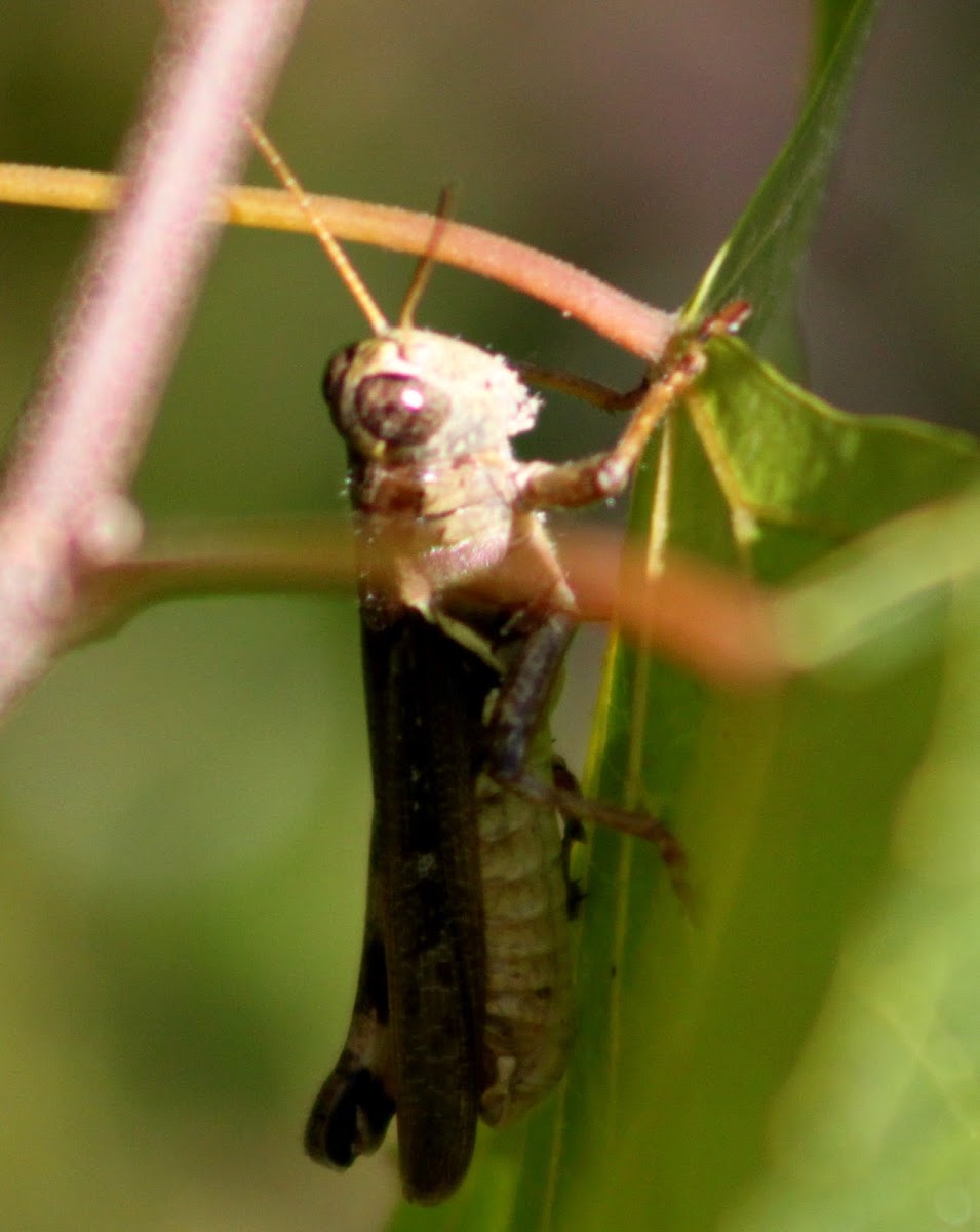 Two-spined Spur-throat Grasshopper