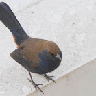 Indian Robin male