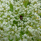 Queen Anne's-Lace