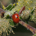 Two-spotted ladybug
