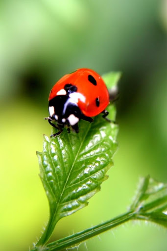 Glittering Ladybug Free LWP