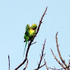 Rose-Ringed Parakeet