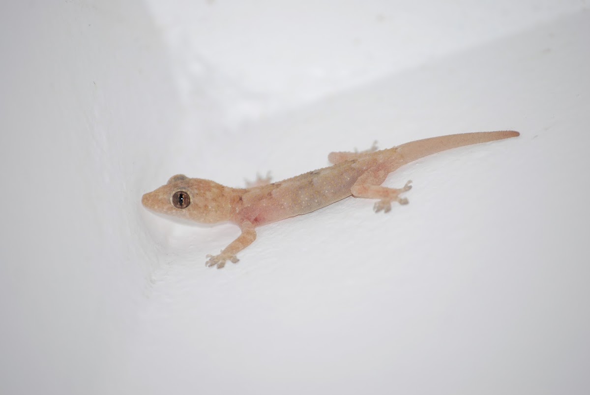 Tropical house gecko, Afro-American house gecko or Cosmopolitan house gecko