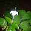 white 4 o'clock flower