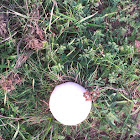 Field Mushroom, Champignon
