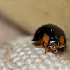 Black mealybug predator