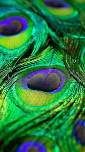 Peacock Feathers Live Wallpaper(圖4)-速報App